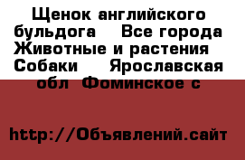 Щенок английского бульдога  - Все города Животные и растения » Собаки   . Ярославская обл.,Фоминское с.